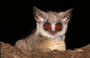 Galago Or Sugar Glider