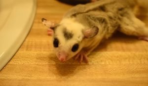 Sugar Glider Fat