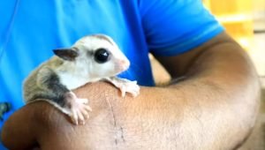 Sugar Glider Blonde