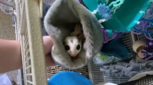 Sugar Glider For Sale Knoxville Tn