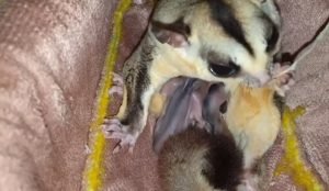 Sugar Glider For Sale Jacksonville Fl