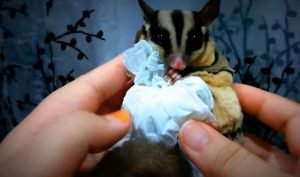 Sugar Glider For Sale Austin