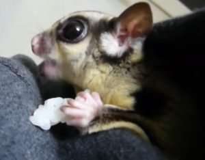 Sugar Glider Kit