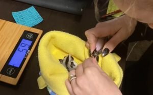 Sugar Glider Nail Trimming Pouch