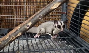 Sugar Glider For Sale Ct