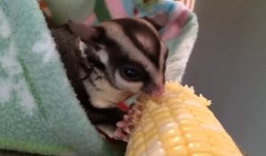 Sugar Glider Recipe