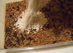 Can You Use Oatmeal For Mealworms