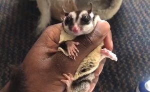 How To Prevent Sugar Glider Injuries
