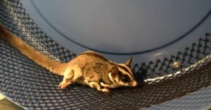 Sugar Glider Safe Wheel