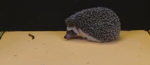 Can Hedgehogs Eat Dubia Roaches