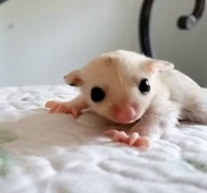 Can My Sugar Glider Cry Tears