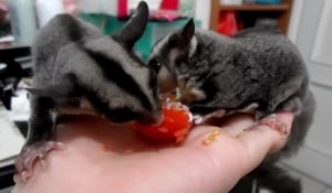 Can Sugar Glider Eat Acidic Foods