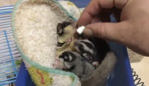 Can Sugar Glider Eat Marshmallow