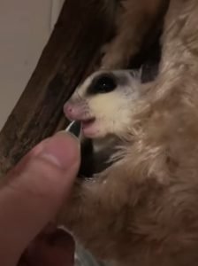 Can Sugar Glider Eat Sunflower Seeds