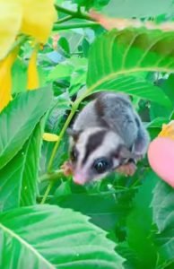 Can Sugar Glider Live Outside