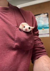 Can Sugar Gliders Be Emotional Support Animals