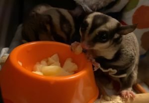 Can Sugar Gliders Eat Apples