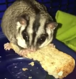 Can Sugar Gliders Eat Bread