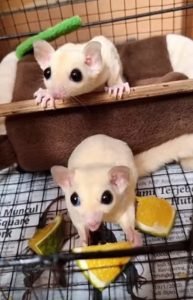 Can Sugar Gliders Eat Oranges