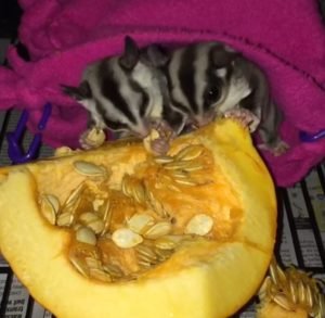 Can Sugar Gliders Eat Pumpkin