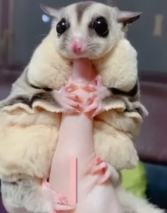 Can Sugar Gliders Eat Zucchini