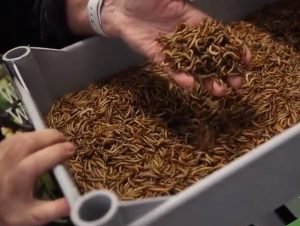 Can You Freeze Mealworms