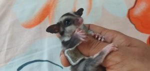 Caramel Sugar Glider