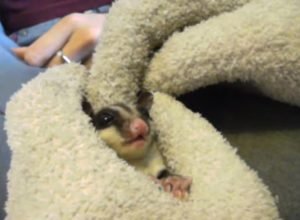 Crabbing Sugar Glider