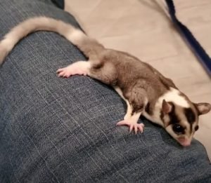 Do Sugar Gliders Pee And Poop Everywhere?