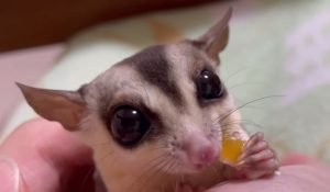 Female Or Male Sugar Glider Nicer