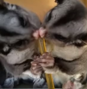 Honey For Sugar Gliders