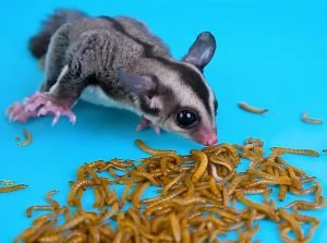 Factors to consider when feeding mealworms to your sugar glider