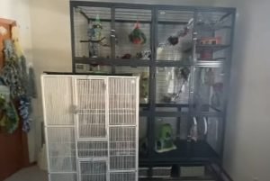 How Often Replace Sugar Glider Cage