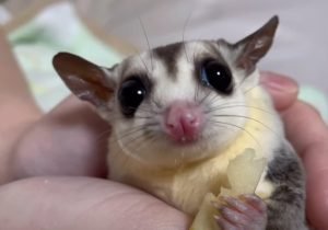How To Cure Sugar Glider Constipation