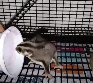 How To Own Sugar Glider