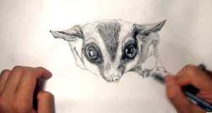 How To Paint A Sugar Glider