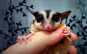 How To Use Sugar Glider Pouch