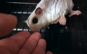 How to Build Sugar Glider Trust