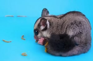 Mazuri Insectivore Diet Sugar Glider