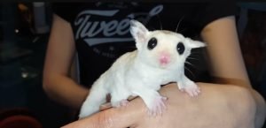 Platinum Mosaic Sugar Glider