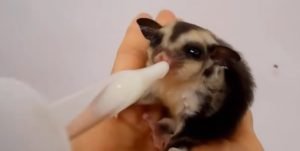 Sugar Glider Arizona