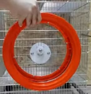 Sugar Glider Exercise Wheel