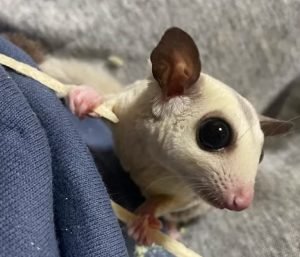 Sugar Glider For Sale Colorado