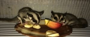 Sugar Glider For Sale Mn