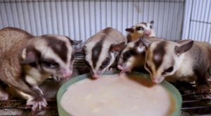 Sugar Glider For Sale Pittsburgh