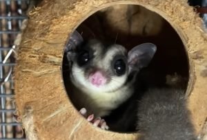 Sugar Glider For Sale San Diego