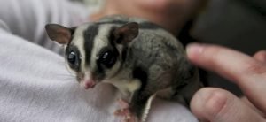 Sugar Glider For Sale Tulsa