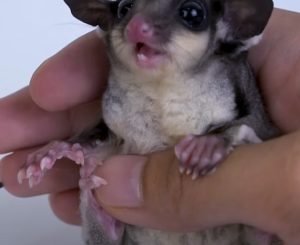 Sugar Glider Hising When Usingbathroom