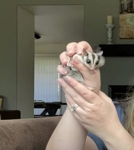 Sugar Glider How To Grab