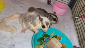 Sugar Glider Kibble